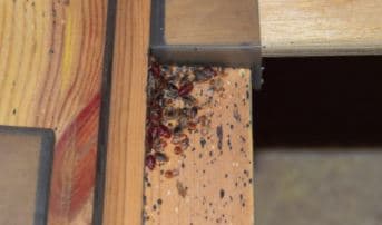 Remove Bed Bugs From Wood Furniture
