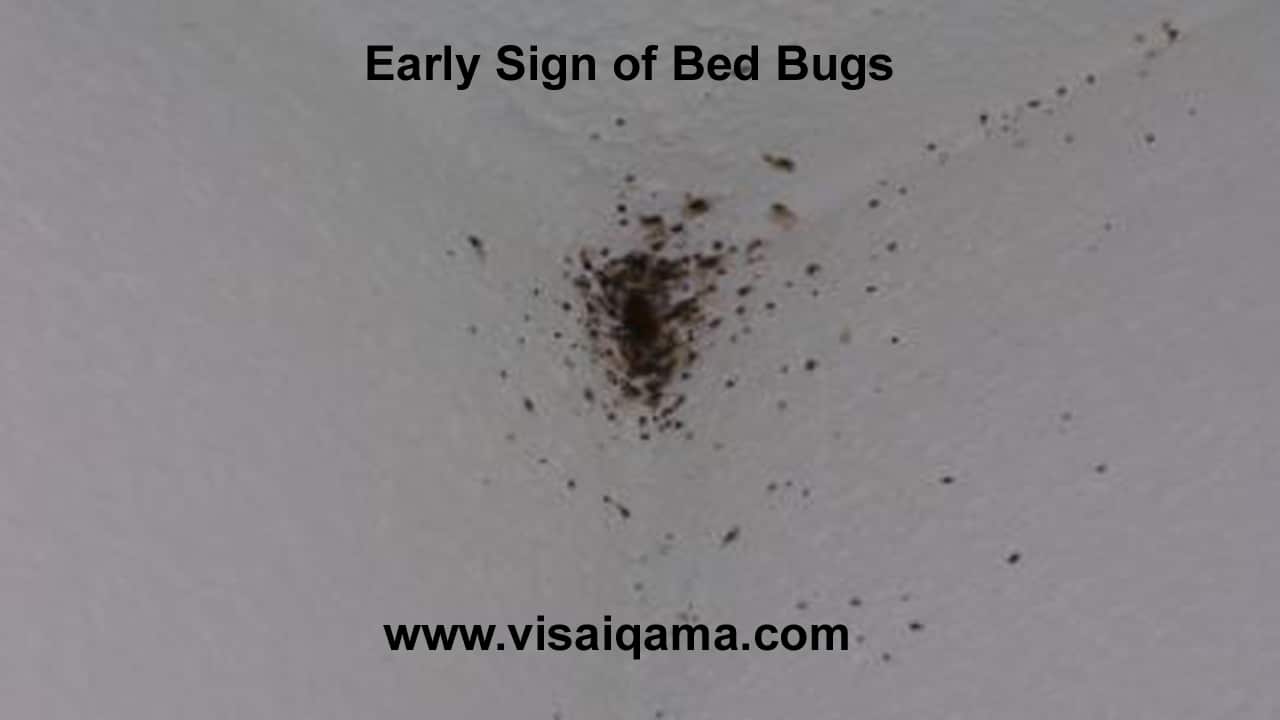Early Sign of Bed Bugs