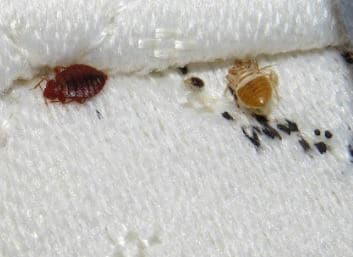 Find Bed Bugs During the Day