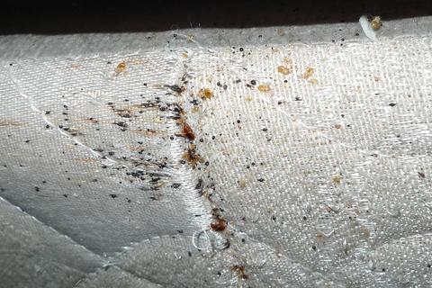 How To Check For Bed Bugs in 5 Minutes