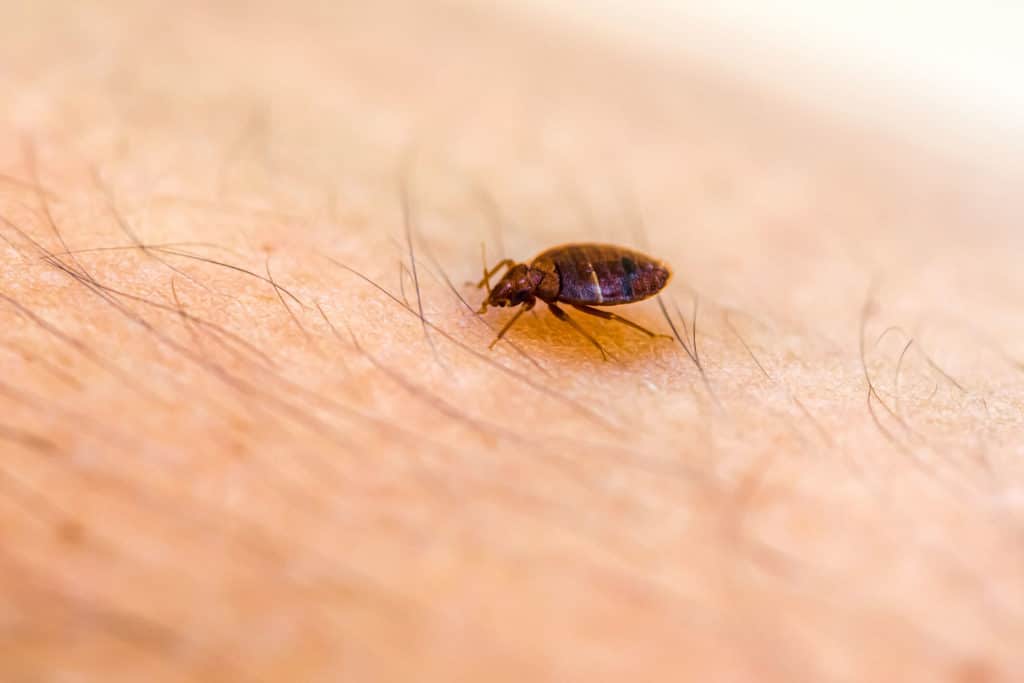 How To Check For Bed Bugs in a Hotel Room