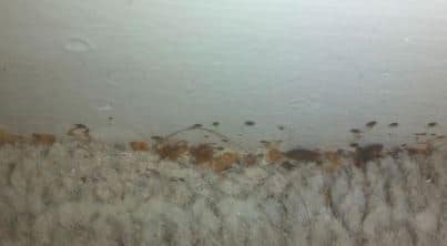 Check For Bed Bugs in Carpet and Clean